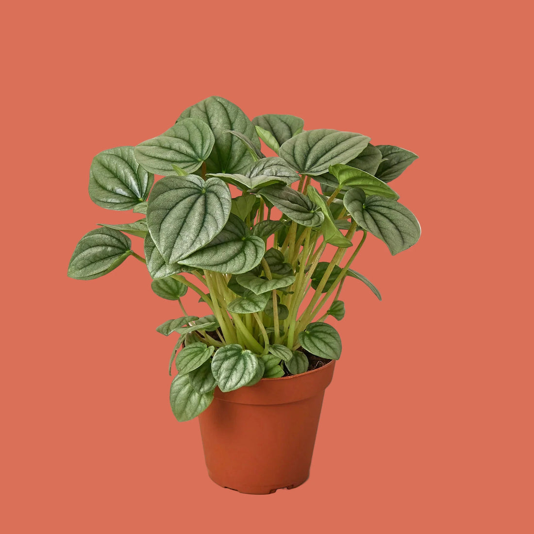 Potted Peperomia Frost plant with green leaves on a terracotta background by House of Agave.