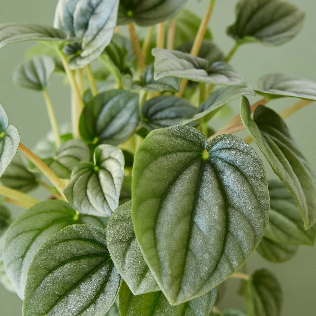 Close-up of a green leafy Peperomia plant with a plain background.