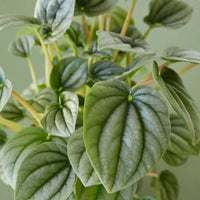 Close-up of a green leafy Peperomia plant with a plain background.
