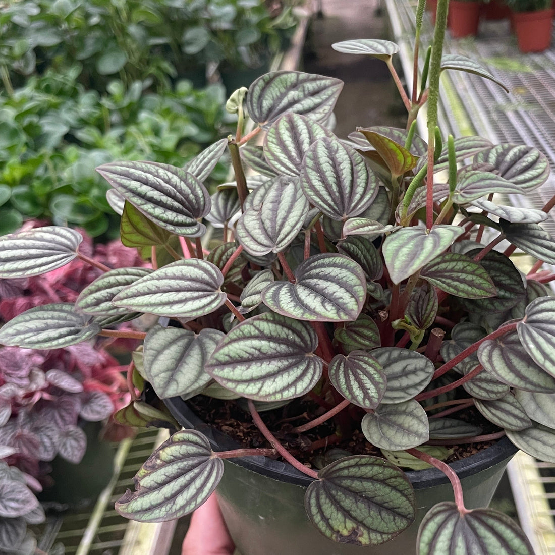 Hand holding a potted Peperomia plant in a greenhouse setting.