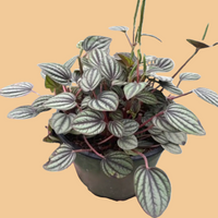 Potted Piccolo Banda Peperomia Plant with striped green leaves on a peach background. 