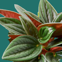 Close-up of a green and red leafed plant Peperomia ROSSO plant from House of Agave.