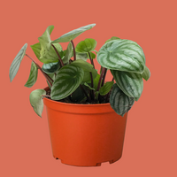 Potted Watermelon Peperomia plant with green striped leaves in an orange pot on a white background.