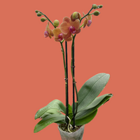 Potted orchid with peach-colored flowers on a white background