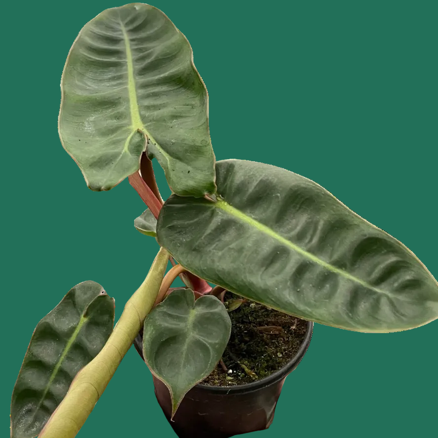 Hand holding a potted  Philodendron Billietiae plant with large green leaves on a white background