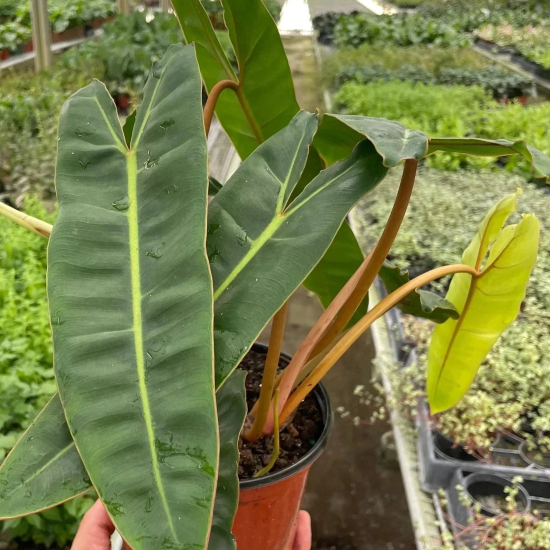 Person holding a potted Philodendron Billietiae plant in a greenhouse setting.