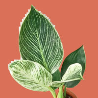 Close-up of a green and white leafed Philodendron Birkin plant on a plain background.