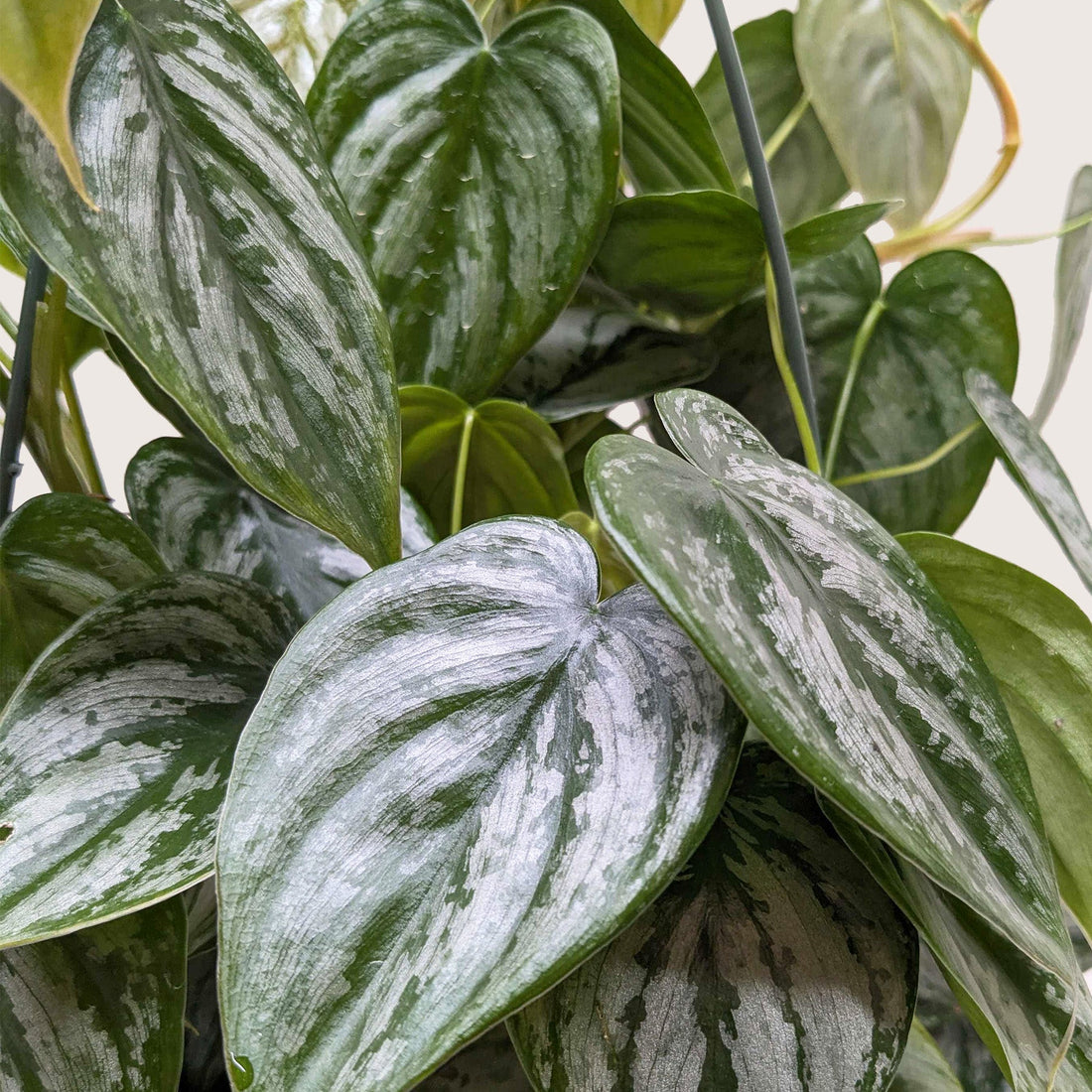 Close-up of a green and silver patterned leaves of Philodendron Brandi at House of Agave.