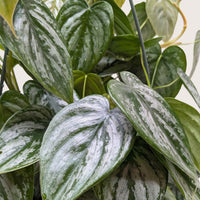 Close-up of a green and silver patterned leaves of Philodendron Brandi at House of Agave.