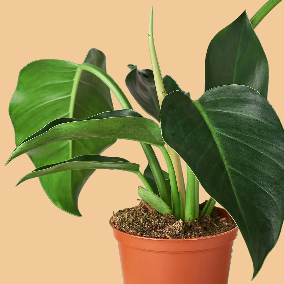 Potted Philodendron Green Congo plant with large green leaves on a green background from House of Agave.