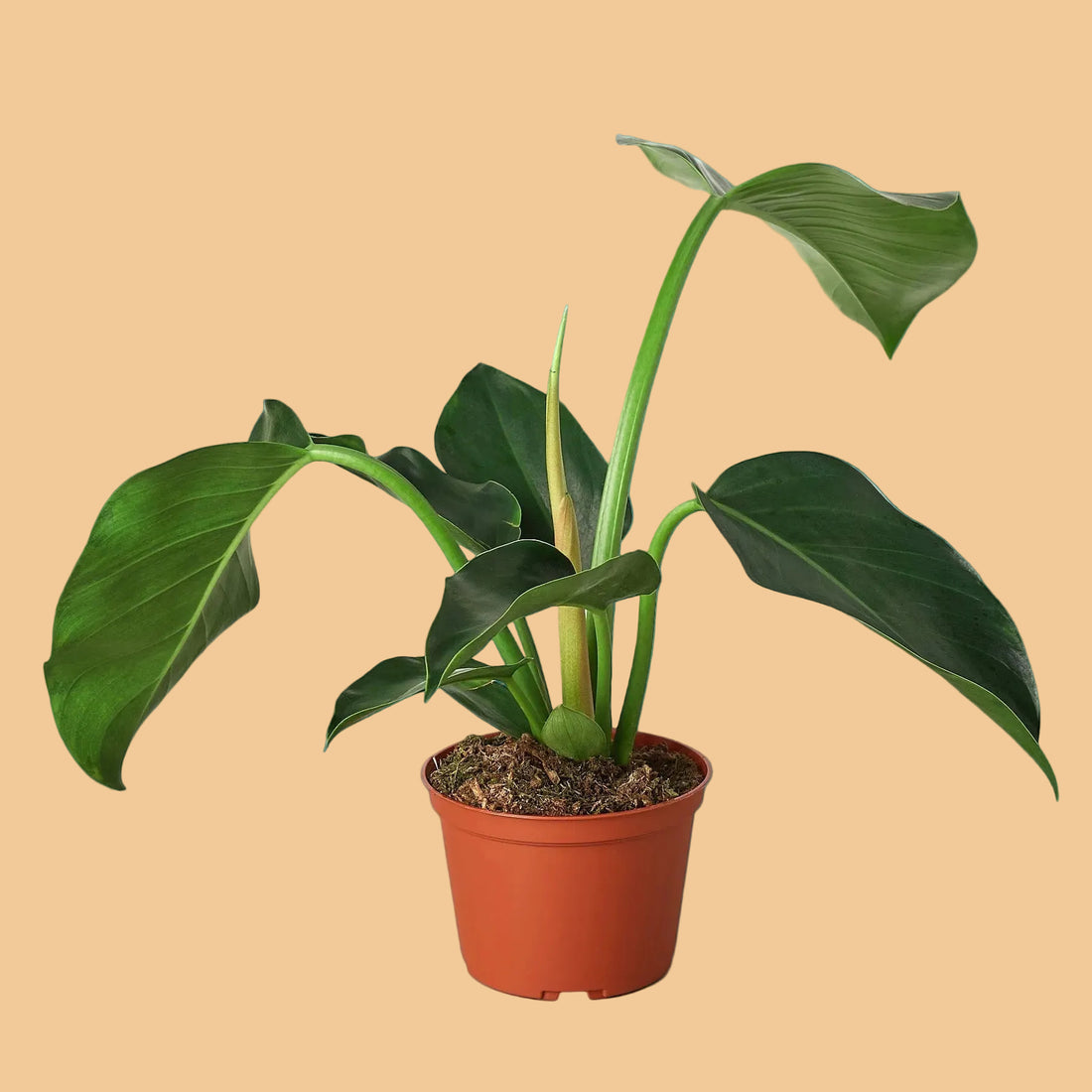 Potted Philodendron Green Congo plant with large green leaves on a green background from House of Agave.