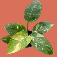 A potted Congo Nuclear Philodendron plant with green and gold leaves on a terracotta background from House of Agave.