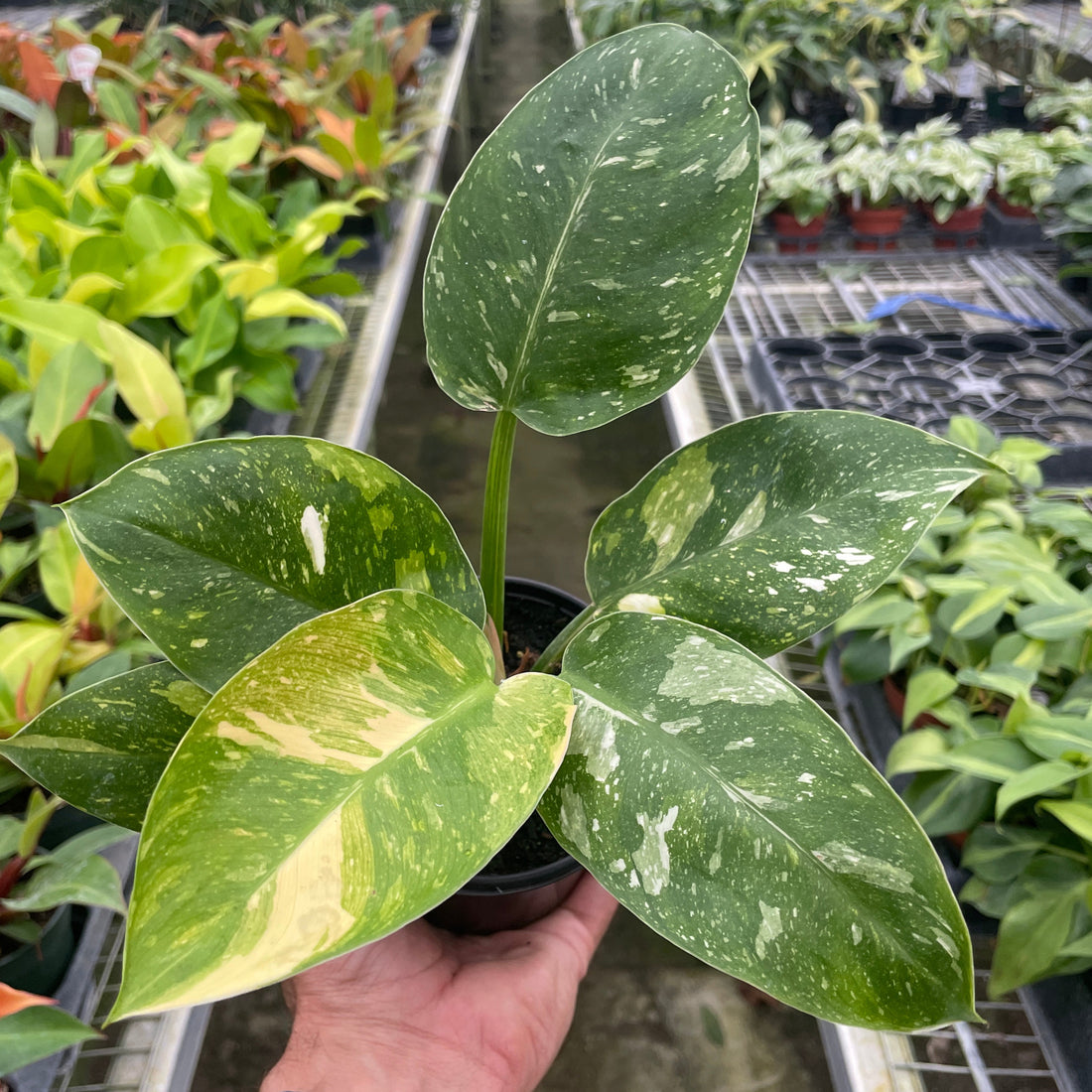 Hand holding a potted Philodendron Congo Nuclear houseplant with green leaves in a greenhouse setting.