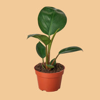 Potted Congo Rojo Philodendron  plant with large green leaves on a peach background.