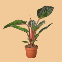 Potted Philodendron Congo Rojo houseplant with green leaves and red stems on a plain background.
