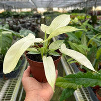 Hand holding a potted FLORIDA GOHST plant with white leaves in a greenhouse setting from House of Agave.