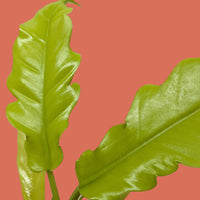 Close-up of two Philodendron golden crocodile green leaves on a white background