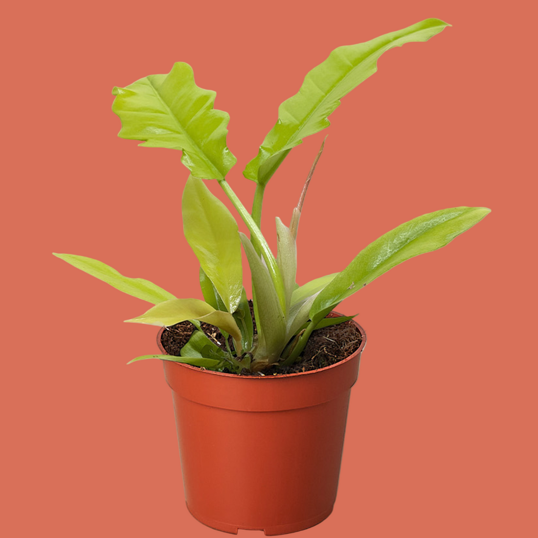 Potted Philodendron Golden Crocodile plant with green leaves in a red pot on a terracotta background by House of Agave.