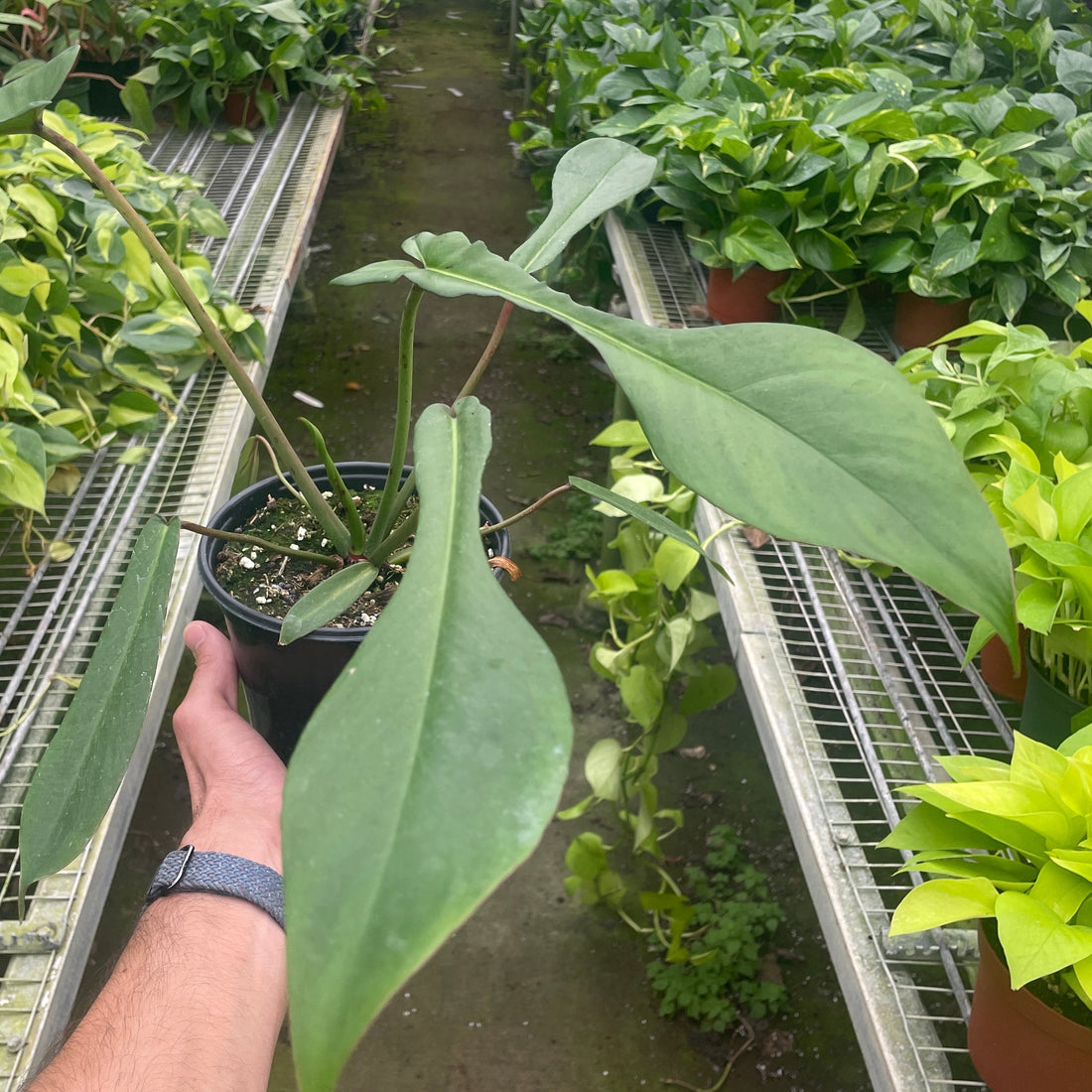 Hand holding a potted PHILODENDRON Plant in a greenhouse with rows of plants at House of Agave.
