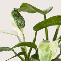 Close-up of a green leafy Philodendron Jose Buono  plant with a plain background.
