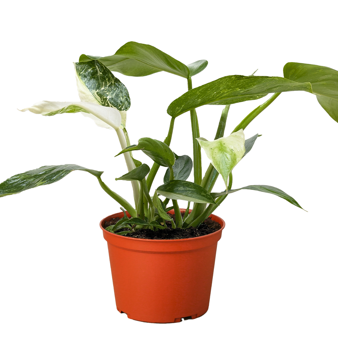 Potted Philodendron Jose Buono plant with green leaves in an orange pot on a plain background.