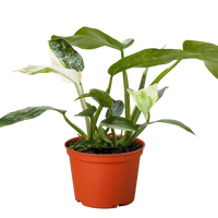 Potted Philodendron Jose Buono plant with green leaves in an orange pot on a plain background.