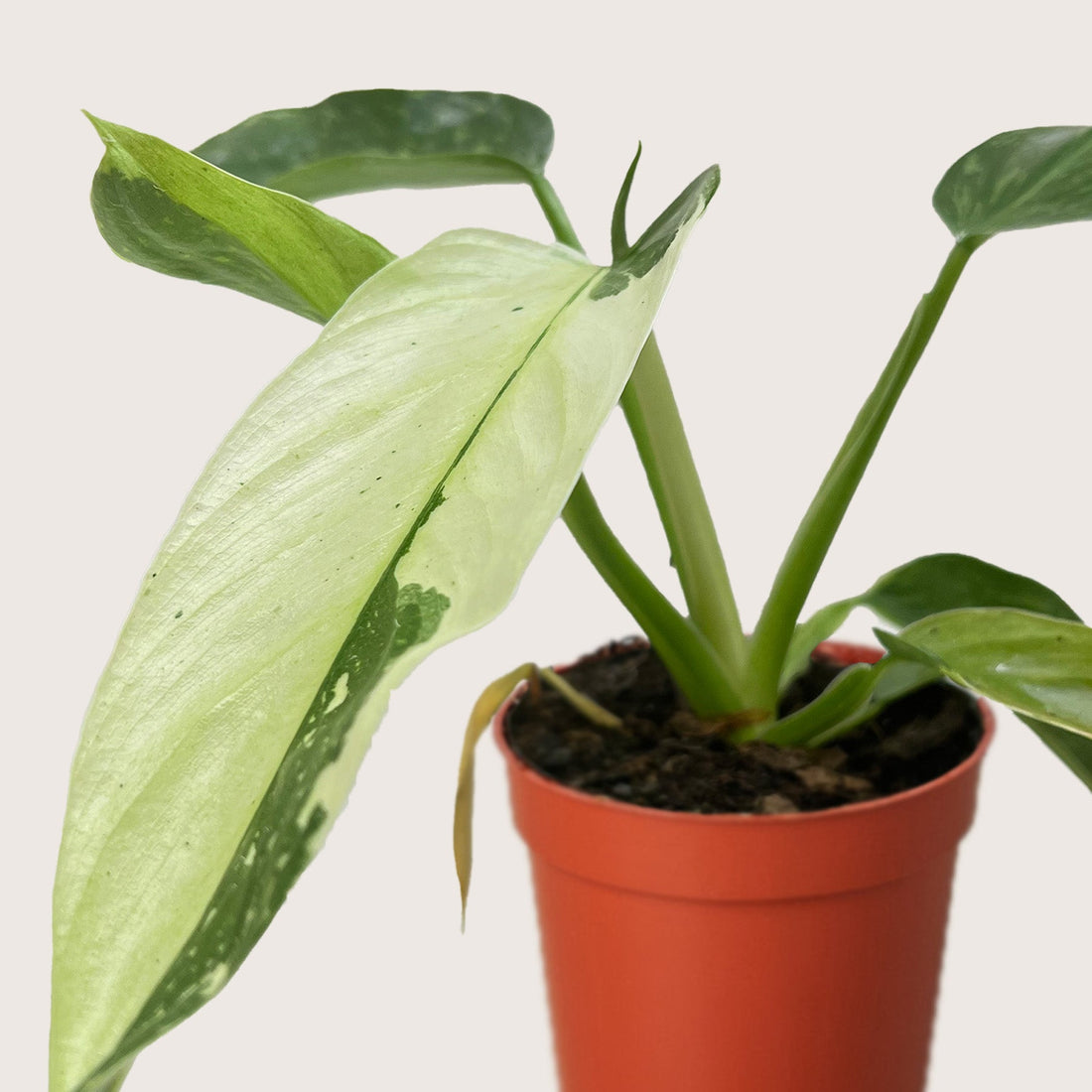 Potted Philodendron Jose Buono plant with large green leaves on a plain background from House of Agave.