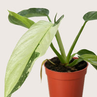 Potted Philodendron Jose Buono plant with large green leaves on a plain background from House of Agave.