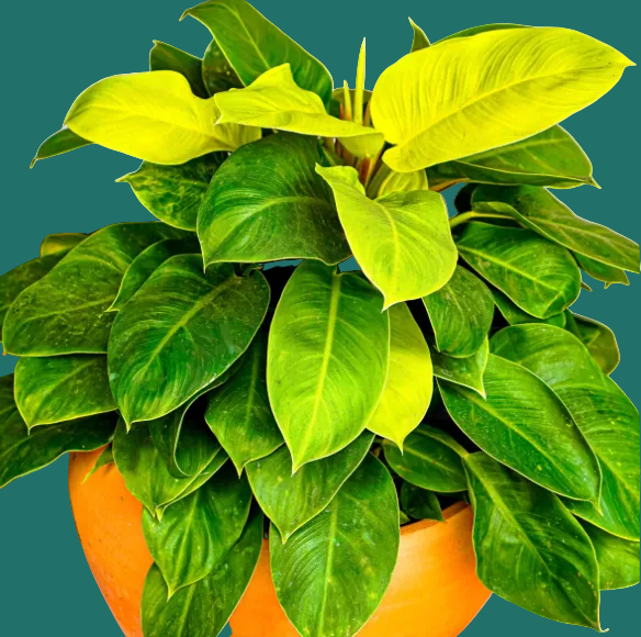 Potted Moonlight Philodendron plant with large green leaves in an orange pot against a green background, by House of Agave.