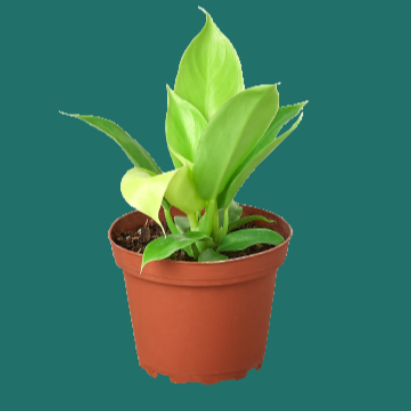 Potted Philodendron Moonlight plant with bright neon green leaves on a green background from House of Agave. 