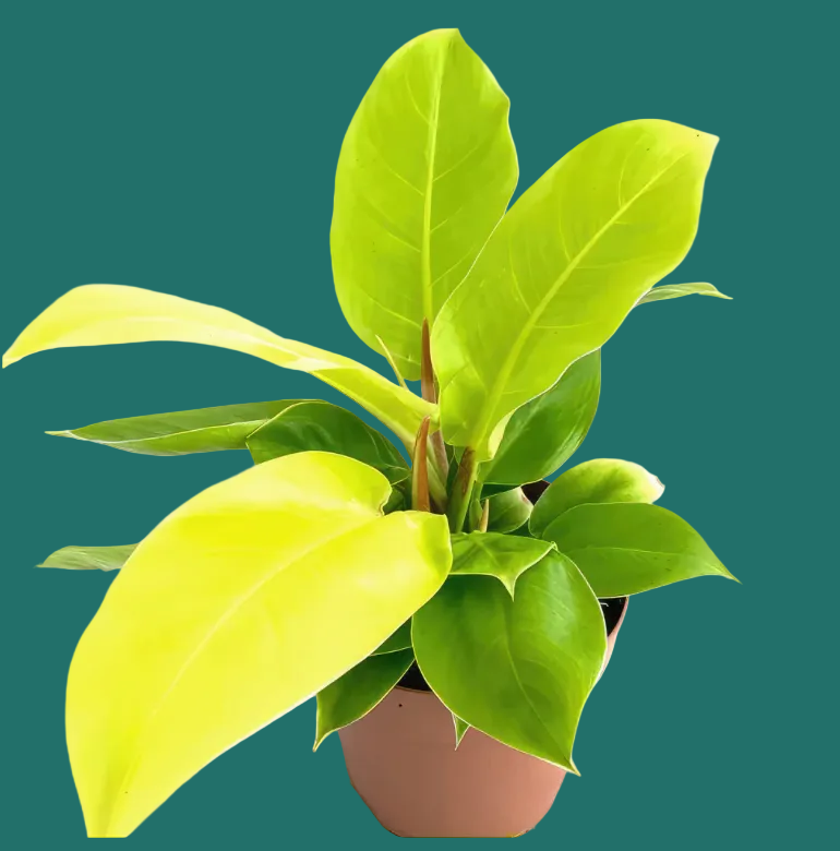 Potted Moonlight Philodendron plant with bright green leaves on a green background, by House of Agave.