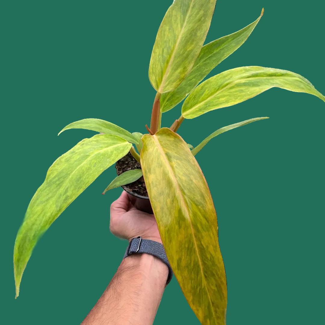 Hand holding a potted Philodendron Orange Marmalade plant with green leaves on a plain background from House of Agave.