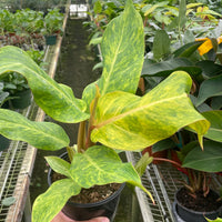 Person holding a large potted  Philodendron Orange Marmalade plant in a greenhouse setting.