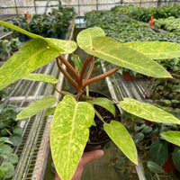 Hand holding a potted Philodendron Painted Lady plant with green leaves in a greenhouse setting from House of Agave.