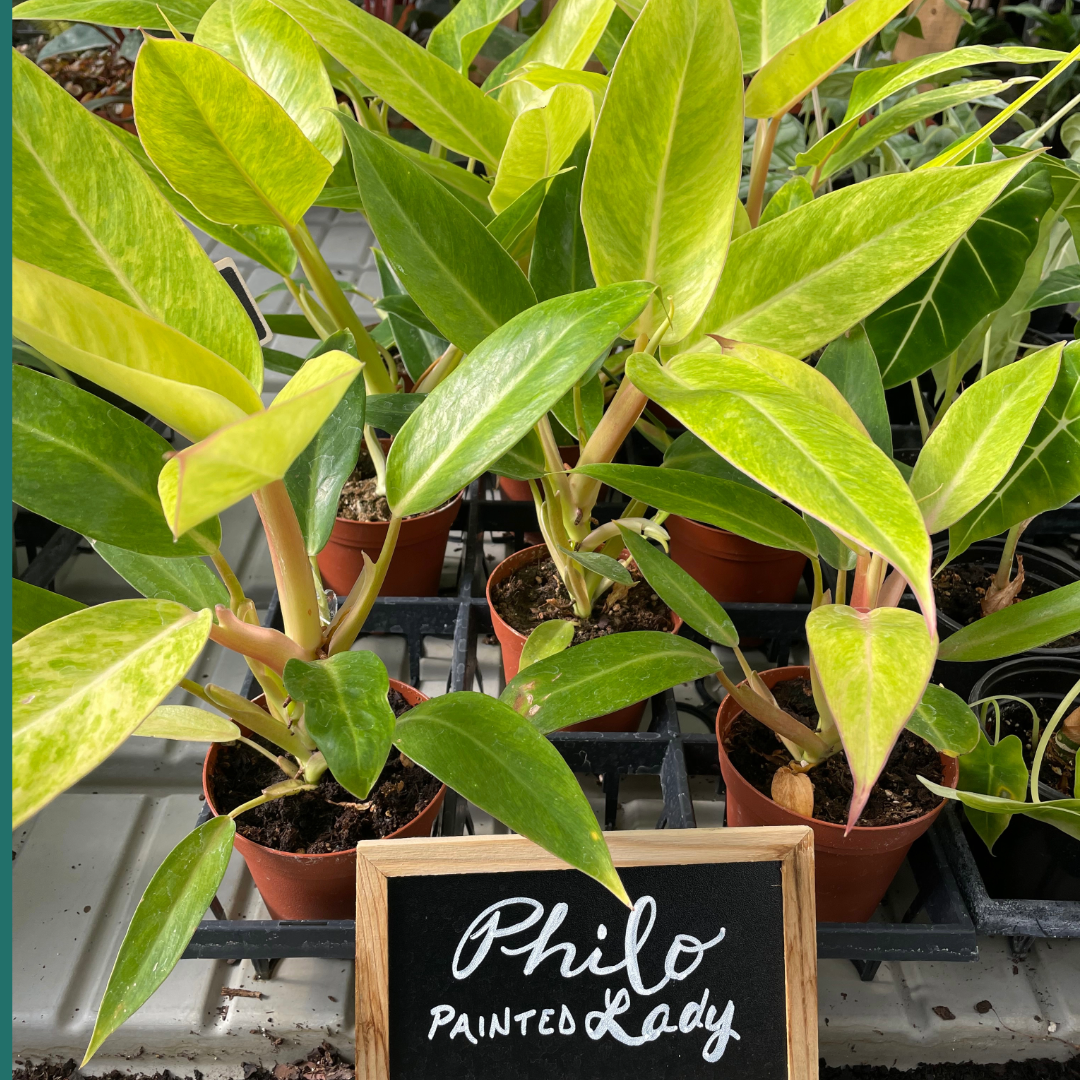Philodendron Painted Lady