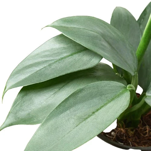 Close-up of a silver-green leafy Philodendron Silver Sword plant on a white background.