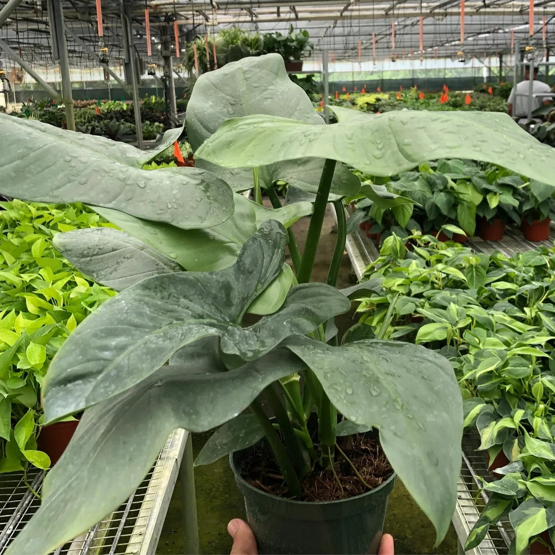Hand holding a Philodendron Silver Sword potted plant in a greenhouse setting with other plants in the background from House of Agave.