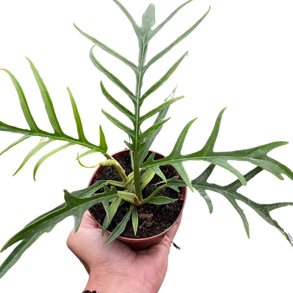 Hand holding a potted Philodendron Tortum rare houseplant with a plain  background.