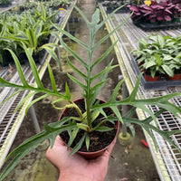 Hand holding a potted Philodendron Tortum rare houseplant in a greenhouse setting.