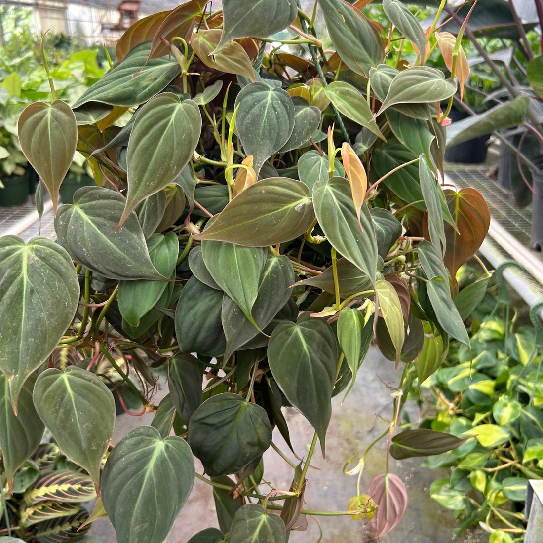 Potted Philodendron Micans houseplant with heart-shaped leaves in a greenhouse setting by House of Agave.