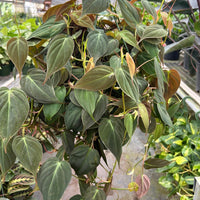Potted Philodendron Micans houseplant with heart-shaped leaves in a greenhouse setting by House of Agave.