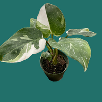 Hand holding a RARE potted White Princess plant with green and white leaves on a green backround from House of Agave.