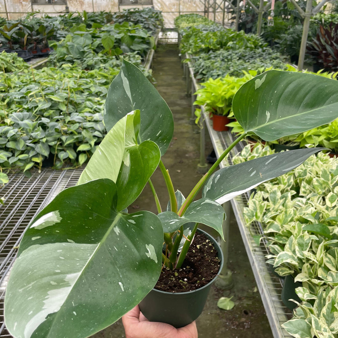 Person holding a potted White Princess Philodendron plant in a greenhouse filled with various plants.