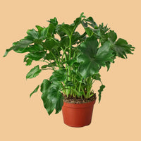Potted Philodendron Xandadu plant on a plain green background.