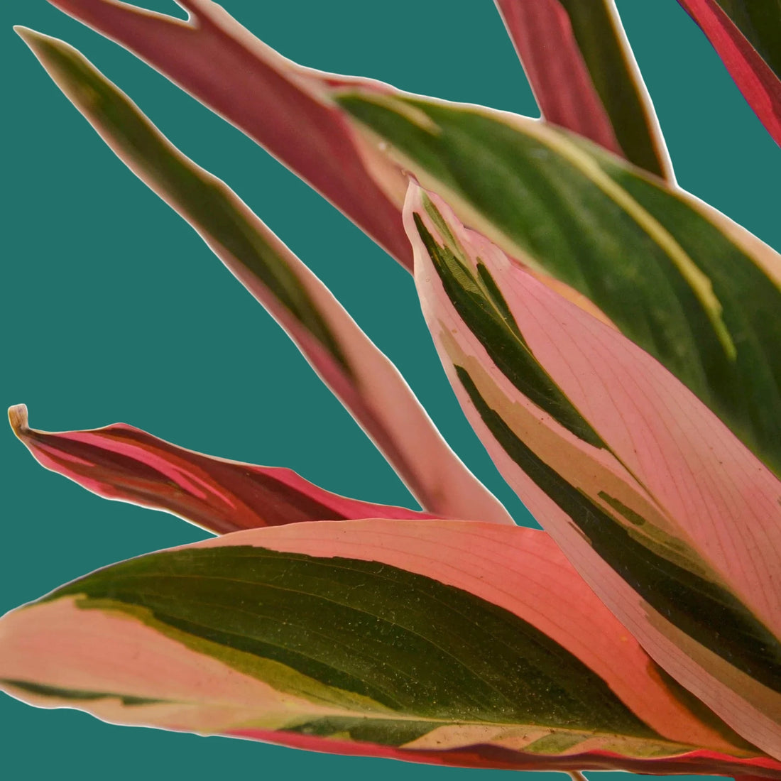 Close-up of pink and green leaves of a Stromanthe Triostar plant on a green background.
