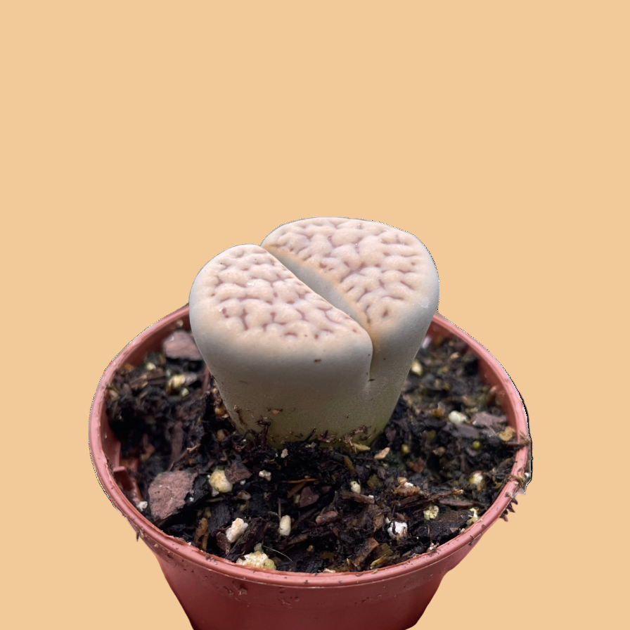 Small potted Living Stone succulent held in a hand against a peach background by House of Agave.