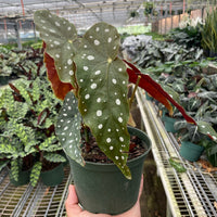 Potted Begonia Maculata plant with spotted leaves held in a greenhouse setting from House of Agave.