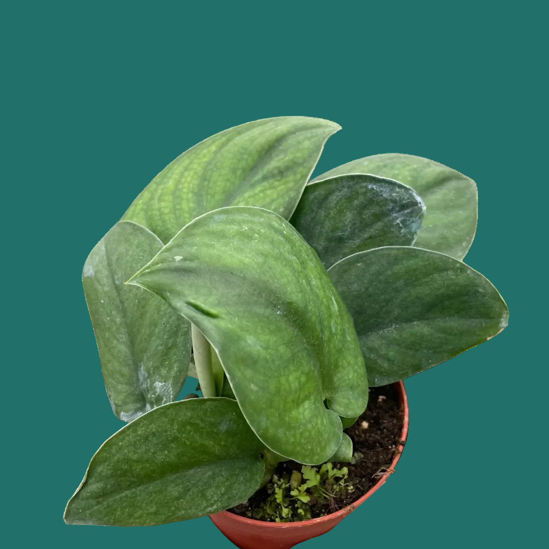 Small potted plant Pothos Jade Satin plant with green leaves held in a hand against a green background.