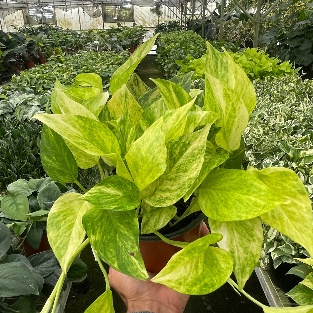 Hand holding a potted Neon Queen Pothos plant with green and yellow leaves in a greenhouse setting.