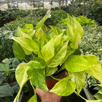 Hand holding a potted Neon Queen Pothos plant with green and yellow leaves in a greenhouse setting.
